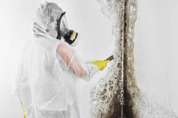 Office Mold Removal Services in Pekin, IL