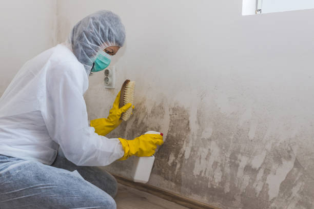 Best Local Mold Removal Service  in Pekin, IL