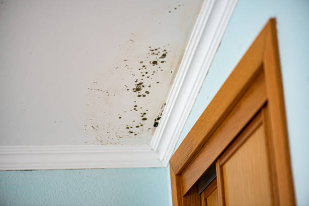 Best Crawl Space Mold Removal  in Pekin, IL