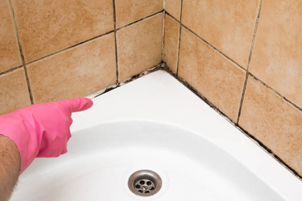 Crawl Space Mold Removal in Pekin, IL